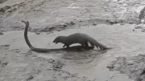 CLIP: Màn quyết đấu sinh tử giữa cầy Mangut và rắn hổ mang trong vũng bùn