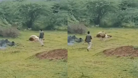 CLIP: Thanh niên suýt mất mạng khi liều lĩnh áp sát sư tử để chụp ảnh