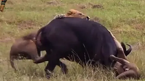 CLIP: Trâu mẹ mới sinh liều mình quật ngã sư tử đực bảo vệ con