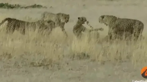 CLIP: Báo mẹ nằm im chịu đòn để bảo vệ đàn con trước 4 báo đực