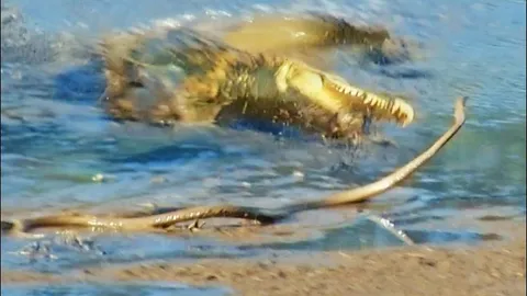 CLIP: Rắn cực độc bỏ mạng khi lọt vào lãnh địa của cá sấu