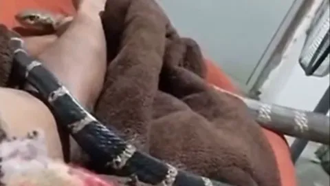 CLIP: Rắn hổ mang chúa bò qua người, nam thanh niên vẫn thản nhiên quay phim