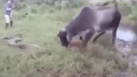 CLIP: Bò mẹ nổi điên tấn công trăn khổng lồ để trả thù cho bê con