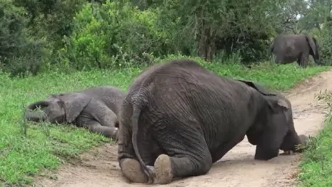 CLIP: 'Nhậu' quá đà, đàn voi say tuý luý