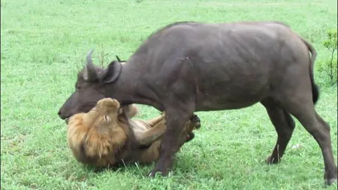 CLIP: Đuổi cả đàn trâu rừng đông đảo chạy thục mạng, sư tử lao vào hạ gục con mồi