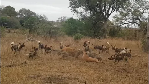 Clip: Xác linh dương thành tâm điểm cuộc chiến giữa báo, chó hoang và linh cẩu