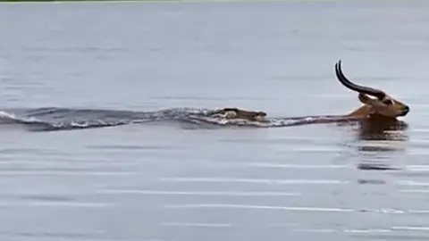 CLIP: Cá sấu lao đến như tên bắn, linh dương thoát chết trong gang tấc