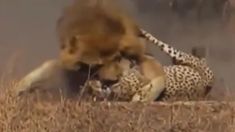 CLIP: Báo săn bỏ mạng trước màn mai phục tinh ranh của sư tử