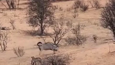 CLIP: Linh dương mẹ liều mình đấu 3 báo săn để bảo vệ con và cái kết bất ngờ