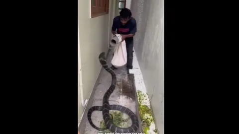 CLIP: Kịch tính màn bắt sống rắn hổ mang chúa khổng lồ giữa hẻm nhỏ