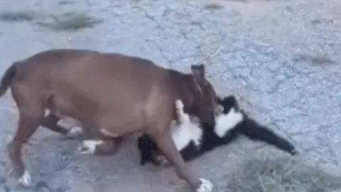 CLIP: Mèo bị chó Pitbull tấn công dữ dội, may mắn thoát chết trong gang tấc
