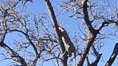 CLIP: Cuộc rượt đuổi trên cây giữa khỉ và báo hoa mai khiến người xem thót tim