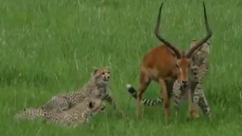 CLIP: Linh dương giả chết, thoát thân ngoạn mục khỏi 3 con báo săn