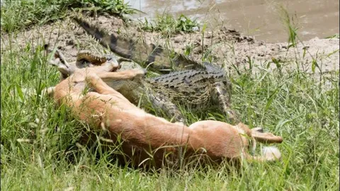 CLIP: Vừa thoát khỏi hàm cá sấu, linh dương impala lại đối đầu báo hoa mai