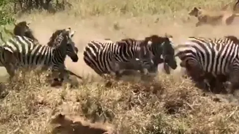 CLIP: Đi săn ngựa vằn, sư tử suýt bị con mồi giẫm đạp chết