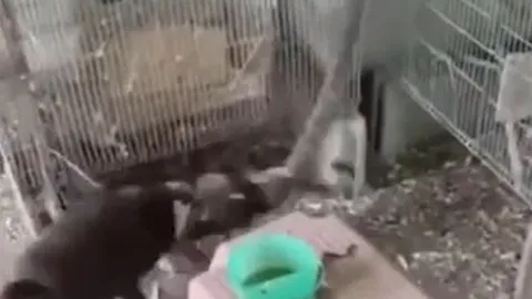 CLIP: Mò vào lồng bắt chim, rắn bị chó nhà hạ sát sau màn đọ sức gay cấn