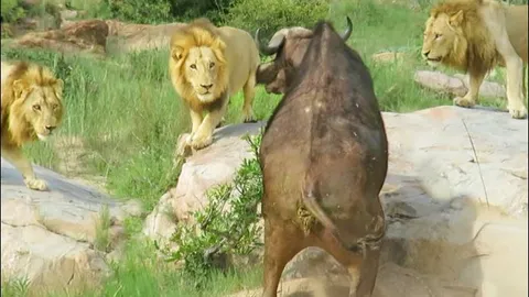 CLIP: Trâu rừng đen đủi, đụng độ 3 sư tử đực trong tình trạng gãy chân