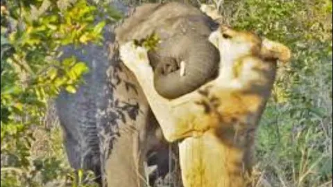 CLIP: Liều lĩnh săn voi một mình, sư tử nhận ‘cái kết đắng’