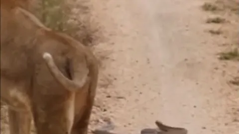 CLIP: Đụng độ cả rắn hổ mang và sư tử, thằn lằn vẫn thoát chết ngoạn mục