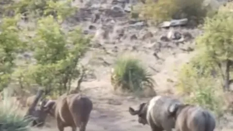 CLIP: Bị bầy sư tử cắn xé, voi con vẫn thoát chết ngoạn mục nhờ sự nghĩa hiệp của đàn trâu rừng