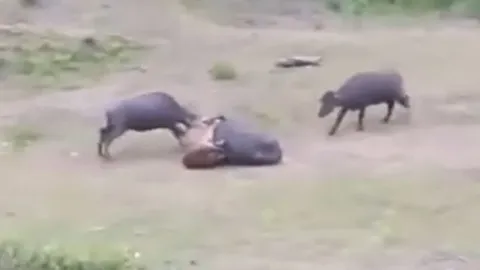 CLIP: Đàn trâu rừng hợp sức tử chiến với hổ để cứu đồng loại