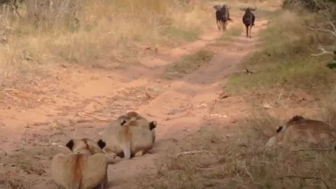 CLIP: Linh dương đầu bò đi thẳng vào ổ phục kích của đàn sư tử