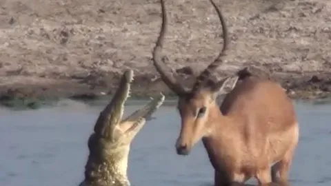 CLIP: Vừa thoát khỏi hàm cá sấu, linh dương lại đụng trúng bầy chó hoang