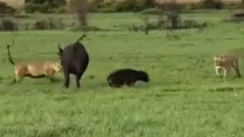 CLIP: Trâu rừng mẹ đơn độc quyết chiến bầy sư tử để cứu con non