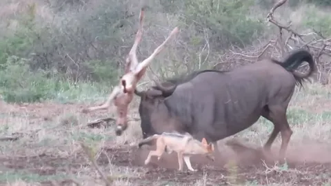 CLIP: Linh dương đầu bò mẹ liều mình chống bầy chó rừng để bảo vệ con non