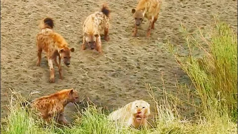 CLIP: Linh cẩu liều lĩnh tấn công sư tử và cái kết đầy bất ngờ