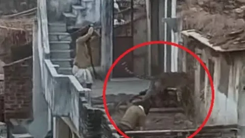 CLIP: Hai người đàn ông bị báo hoa mai tấn công trong làng và cái kết kịch tính