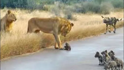 CLIP: Bị sư tử phục kích, bầy chó hoang mất con trên đường ‘tìm nhà mới’