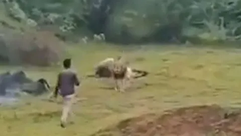 CLIP: Người đàn ông liều mình tới gần sư tử để quay phim và cái kết 'thót tim'