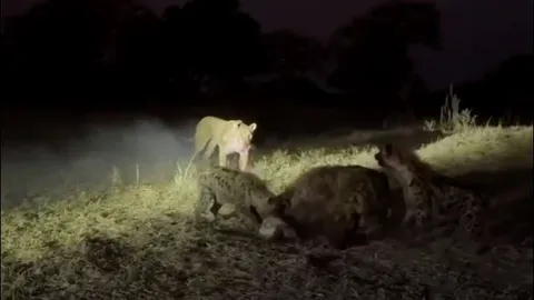 CLIP: Cuộc hỗn chiến dữ dội trong đêm giữa sư tử, linh cẩu và chó hoang