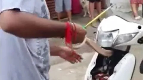 CLIP: Dùng tay không tóm gọn rắn hổ mang 'khủng' trong xe máy 