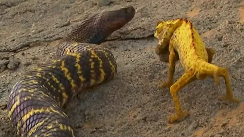 CLIP: Tắc kè hoa đối đầu rắn hổ mang ngựa vằn khổng lồ