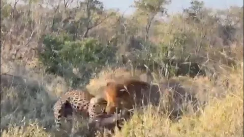 CLIP: Mải săn lợn bướu, báo hoa mai suýt bị sư tử đoạt mạng
