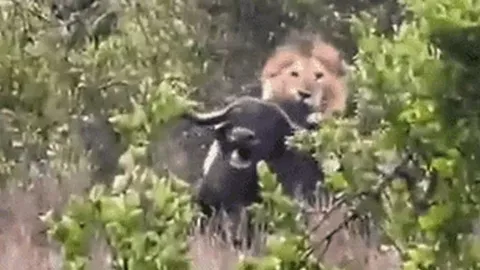 CLIP: Cặp sư tử phối hợp tấn công, hạ gục trâu rừng khổng lồ trong chớp mắt
