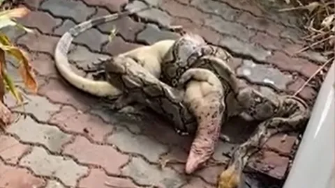 CLIP: Người phụ nữ bàng hoàng thấy trăn dài 3 mét nuốt thằn lằn khổng lồ ngay sau vườn nhà