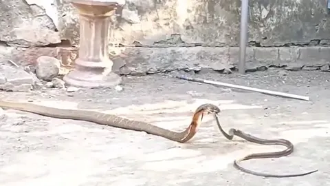 CLIP: Rắn ráo gan dạ đối đầu hổ mang chúa 'khủng'