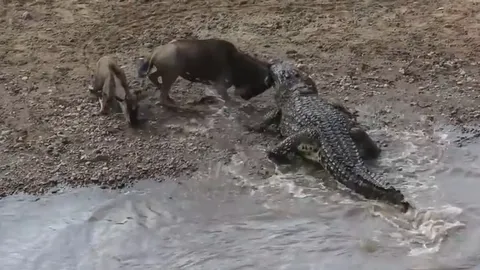 CLIP: Cá sấu khổng lồ hạ sát linh dương đầu bò ngay bờ sông