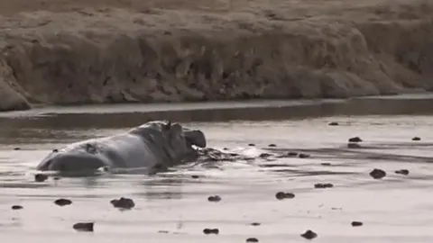 CLIP: Hà mã nổi điên, truy sát cá sấu đến cùng