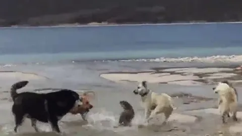 CLIP: Rái cá đơn độc đấu 4 con chó nhà và màn thoát thân ngoạn mục dưới hồ