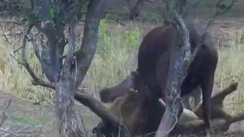 CLIP: Sư tử đực hạ gục hai mẹ con trâu rừng dã man