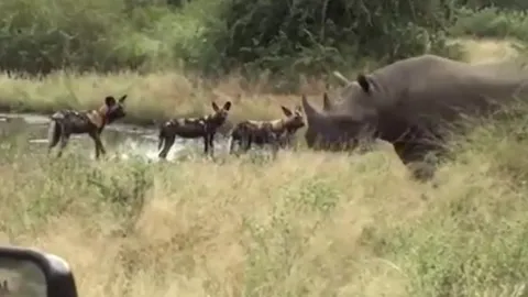 CLIP: Bầy chó hoang liều lĩnh săn tê giác và cái kết bất ngờ