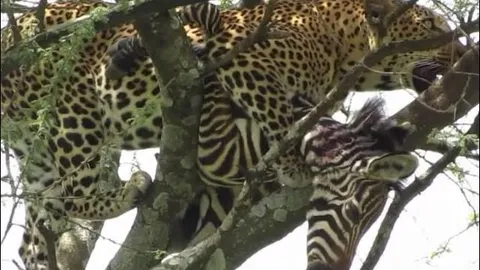 CLIP: Khoảnh khắc báo hoa mai lao từ trên cây xuống hạ gục ngựa vằn trong chớp mắt