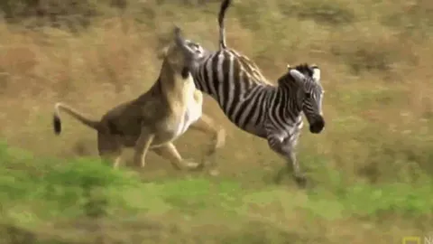 CLIP: Đi săn ngựa vằn, sư tử lãnh cú đá 'trời giáng' từ con mồi