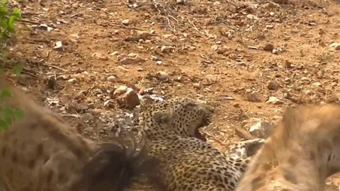 CLIP: Báo hoa mai bị đàn linh cẩu hung hãn cắn xé