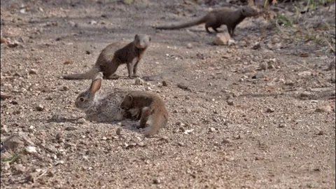 CLIP: Đàn cầy mongooses tấn công thỏ rừng