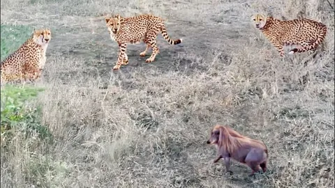 CLIP: Lợn bướu hung dữ, đuổi 3 con báo cheetah chạy ‘trối chết’